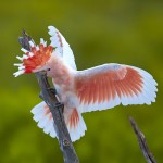 米切氏凤头鹦鹉-缩略图-14