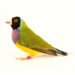 七彩文鸟-缩略图-8