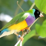 七彩文鸟-缩略图-9