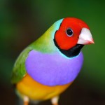 七彩文鸟-缩略图-11