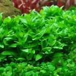 袖珍青叶草-缩略图-1