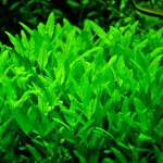 袖珍青叶草-缩略图-2