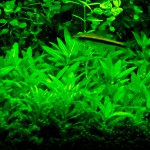 袖珍青叶草-缩略图-3