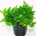 袖珍青叶草-缩略图-4