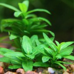 袖珍青叶草-缩略图-5