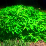 袖珍青叶草-缩略图-6