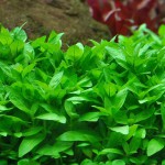 袖珍青叶草-缩略图-7