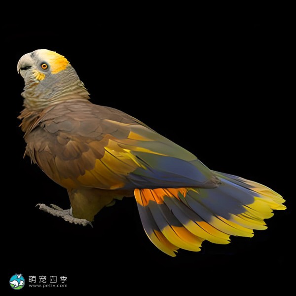 圣文生亚马逊鹦鹉-1