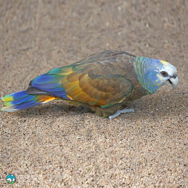 圣文生亚马逊鹦鹉-2
