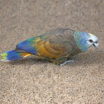 圣文生亚马逊鹦鹉-缩略图-2