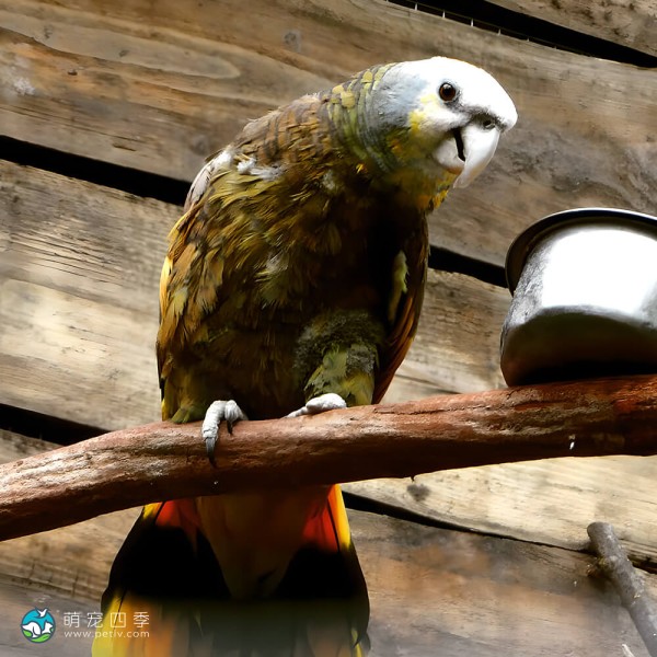 圣文生亚马逊鹦鹉-3