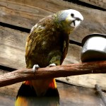 圣文生亚马逊鹦鹉-缩略图-3