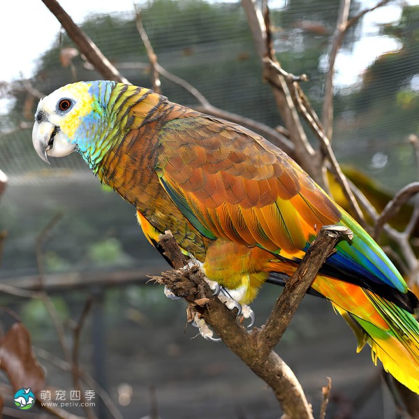 圣文生亚马逊鹦鹉-4