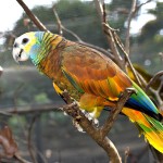 圣文生亚马逊鹦鹉-缩略图-4