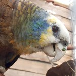 圣文生亚马逊鹦鹉-缩略图-5