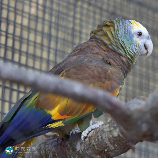 圣文生亚马逊鹦鹉-6