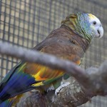 圣文生亚马逊鹦鹉-缩略图-6