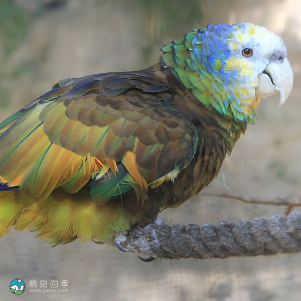 圣文生亚马逊鹦鹉-7