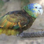 圣文生亚马逊鹦鹉-缩略图-7