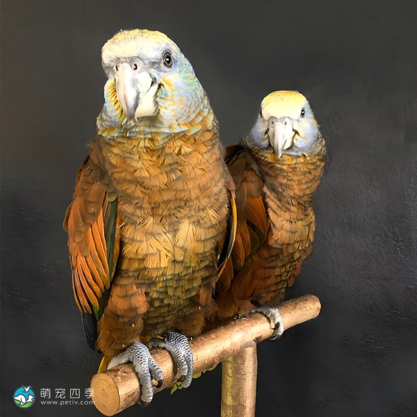 圣文生亚马逊鹦鹉-8