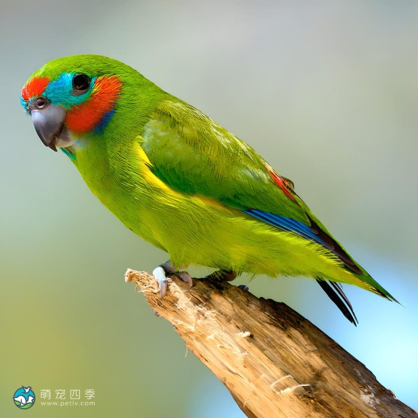 双眼无花果鹦鹉-1