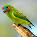 双眼无花果鹦鹉-缩略图-1