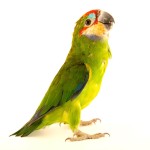 双眼无花果鹦鹉-缩略图-2