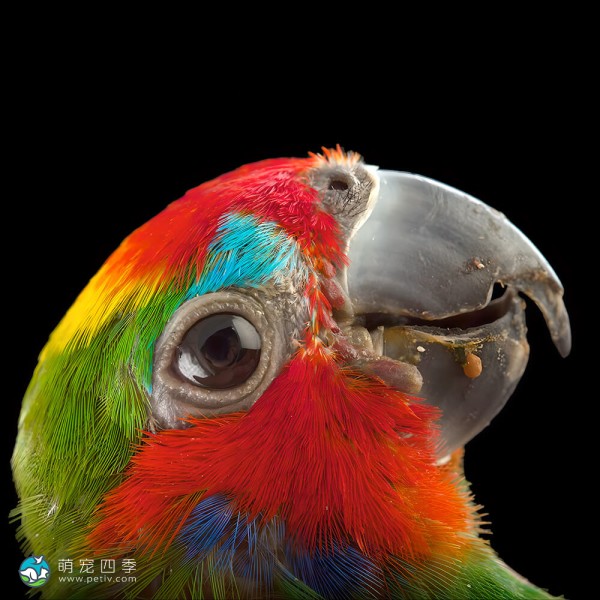 双眼无花果鹦鹉-3