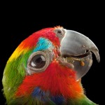 双眼无花果鹦鹉-缩略图-3