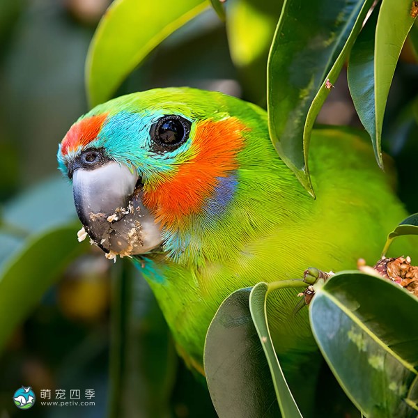 双眼无花果鹦鹉-4