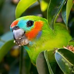 双眼无花果鹦鹉-缩略图-4