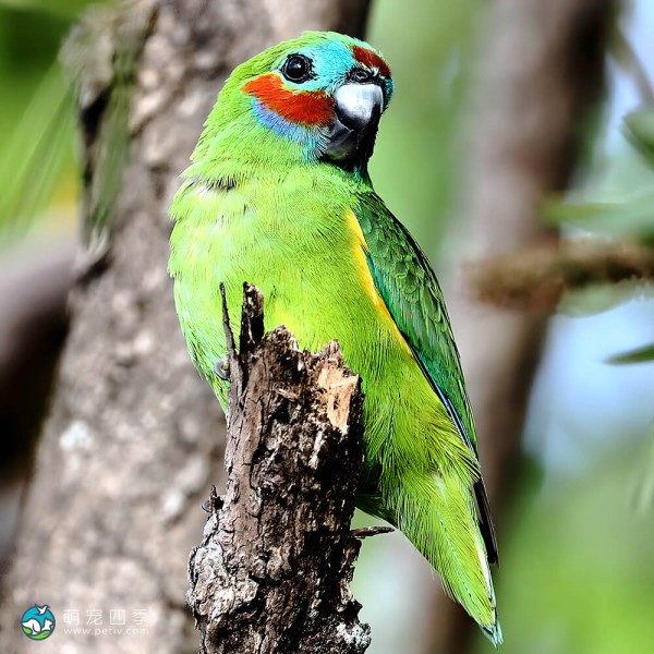 双眼无花果鹦鹉-5