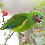 双眼无花果鹦鹉-缩略图-6