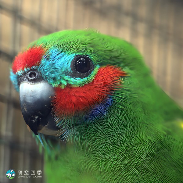 双眼无花果鹦鹉-7