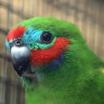 双眼无花果鹦鹉-缩略图-7