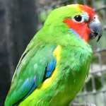 双眼无花果鹦鹉-缩略图-8