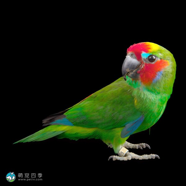 双眼无花果鹦鹉-9