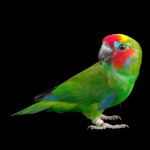 双眼无花果鹦鹉-缩略图-9