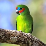 双眼无花果鹦鹉-缩略图-10