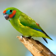 双眼无花果鹦鹉