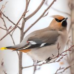 太平鸟-缩略图-1