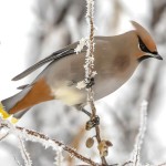 太平鸟-缩略图-2