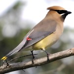 太平鸟-缩略图-3