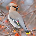 太平鸟-缩略图-4