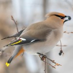 太平鸟-缩略图-5