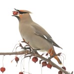 太平鸟-缩略图-6