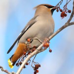 太平鸟-缩略图-8