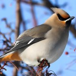 太平鸟-缩略图-10