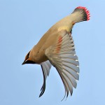 太平鸟-缩略图-11