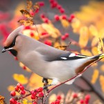 太平鸟-缩略图-12